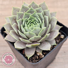 Load image into Gallery viewer, Sempervivum &#39;Lilac Time&#39;
