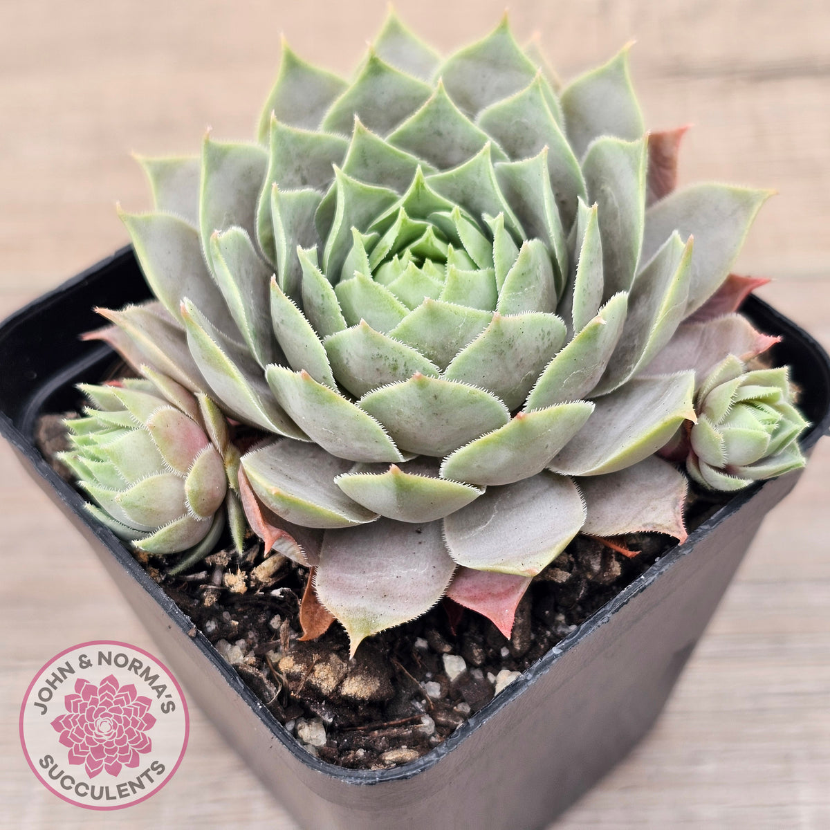 Sempervivum 'Lilac Time'