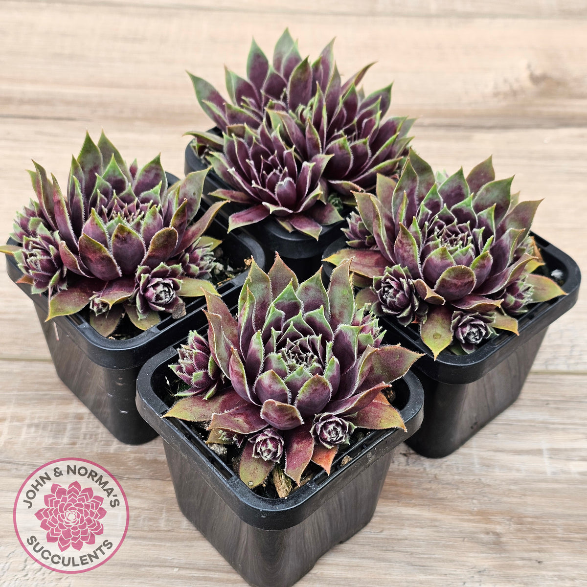Sempervivum 'Little Darling'