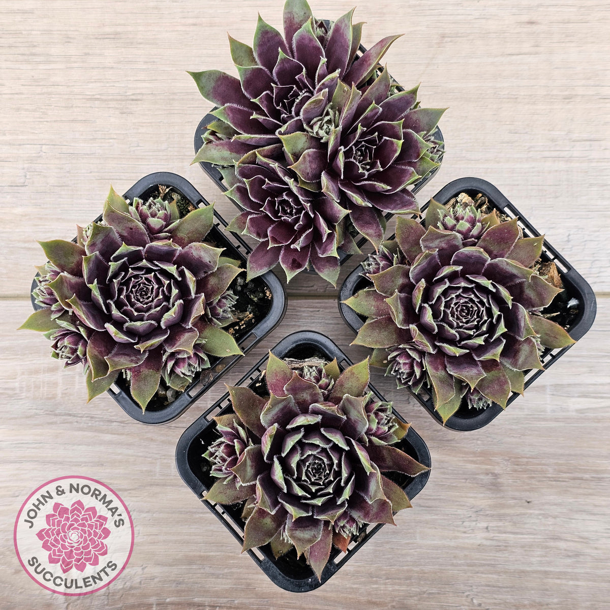 Sempervivum 'Little Darling'
