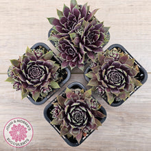 Load image into Gallery viewer, Sempervivum &#39;Little Darling&#39;
