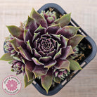 Sempervivum 'Little Darling'