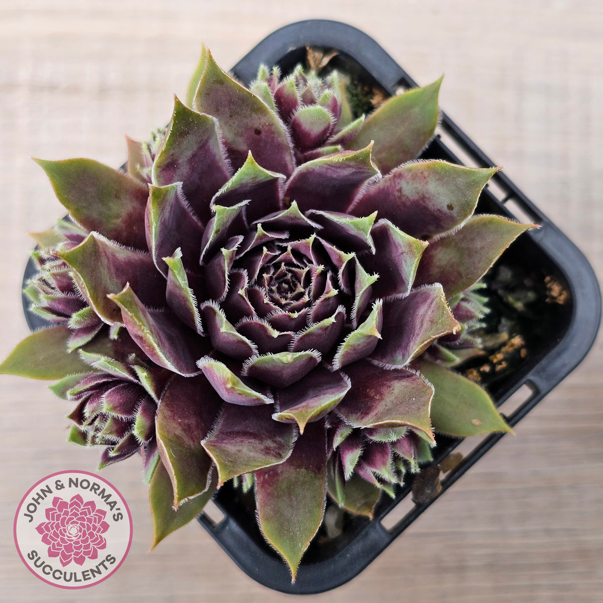 Sempervivum 'Little Darling'