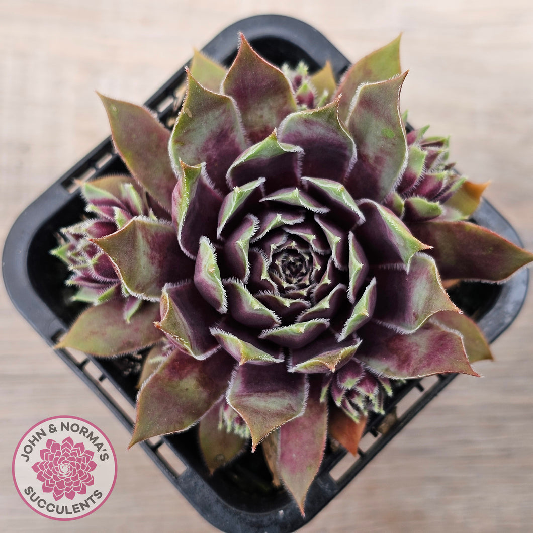 Sempervivum 'Little Darling'