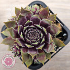 Sempervivum 'Little Darling'