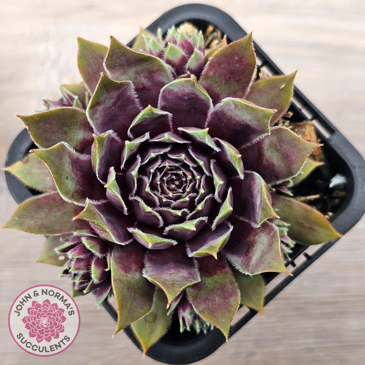 Sempervivum 'Little Darling'