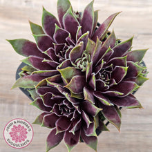 Load image into Gallery viewer, Sempervivum &#39;Little Darling&#39;
