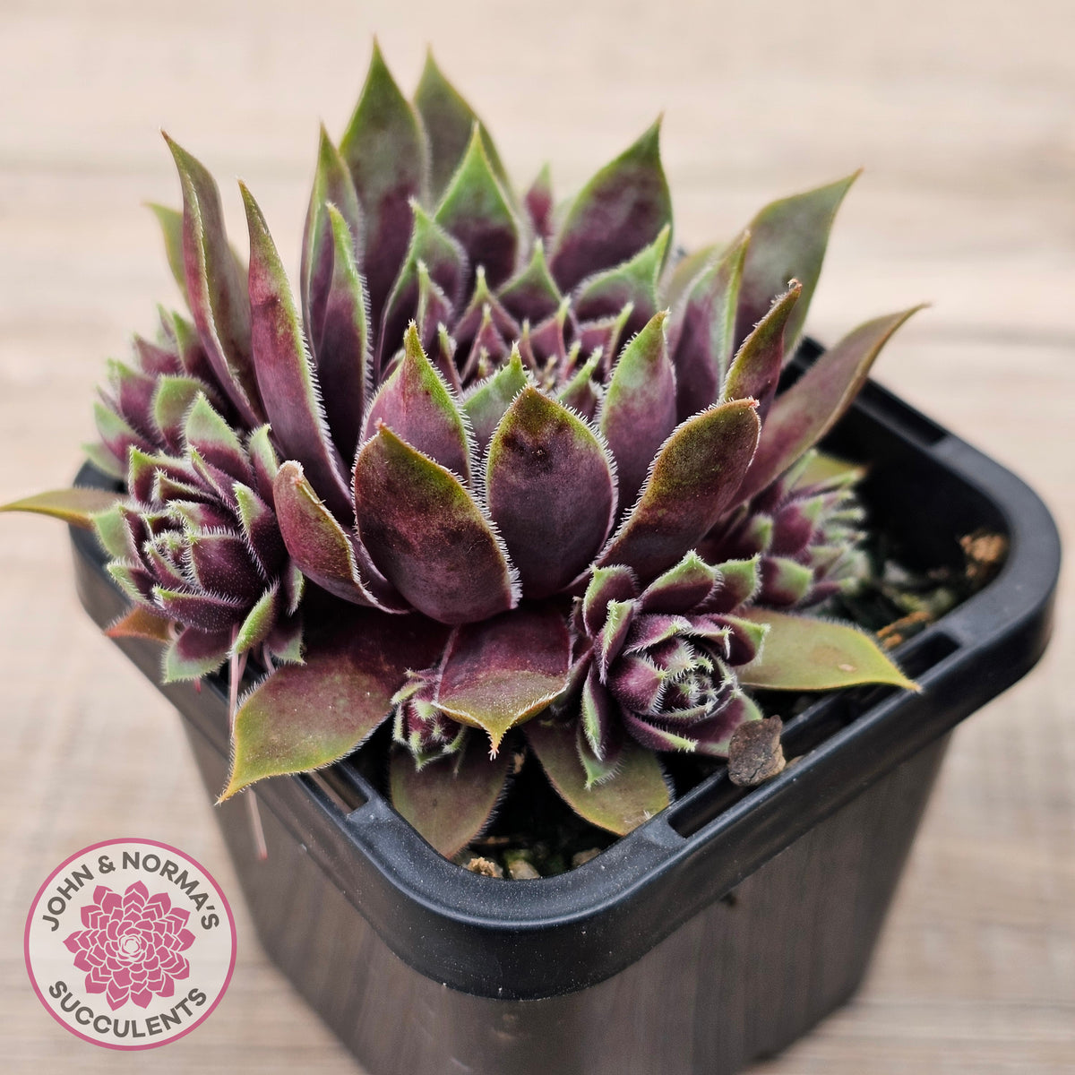 Sempervivum 'Little Darling'