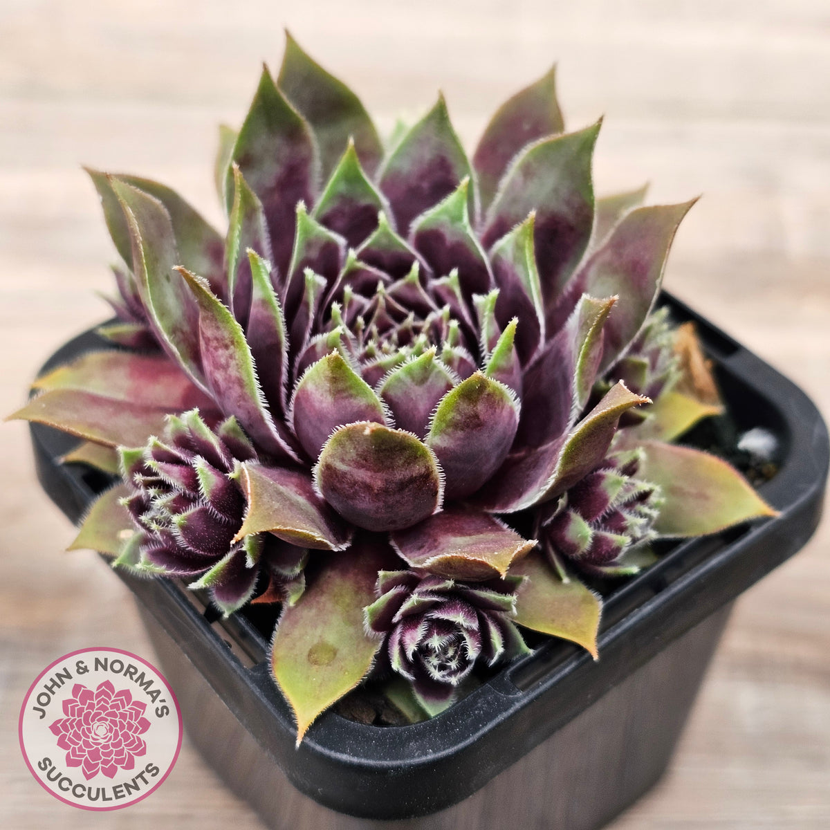 Sempervivum 'Little Darling'