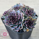 Sempervivum 'Mahogany'