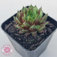 Load image into Gallery viewer, Sempervivum Marland Beauty
