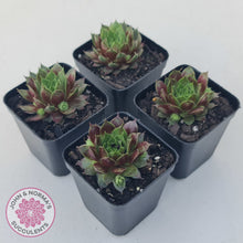 Load image into Gallery viewer, Sempervivum Marland Beauty
