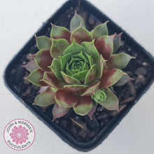 Load image into Gallery viewer, Sempervivum Marland Beauty
