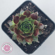 Load image into Gallery viewer, Sempervivum Marland Beauty
