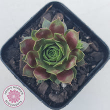 Load image into Gallery viewer, Sempervivum Marland Beauty
