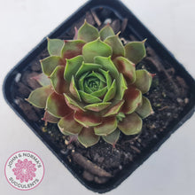 Load image into Gallery viewer, Sempervivum Marland Beauty
