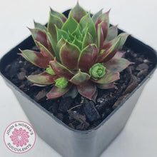 Load image into Gallery viewer, Sempervivum Marland Beauty
