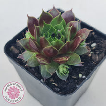 Load image into Gallery viewer, Sempervivum Marland Beauty
