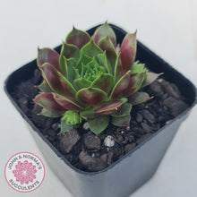 Load image into Gallery viewer, Sempervivum Marland Beauty
