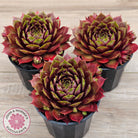 Sempervivum 'Marland Beauty'