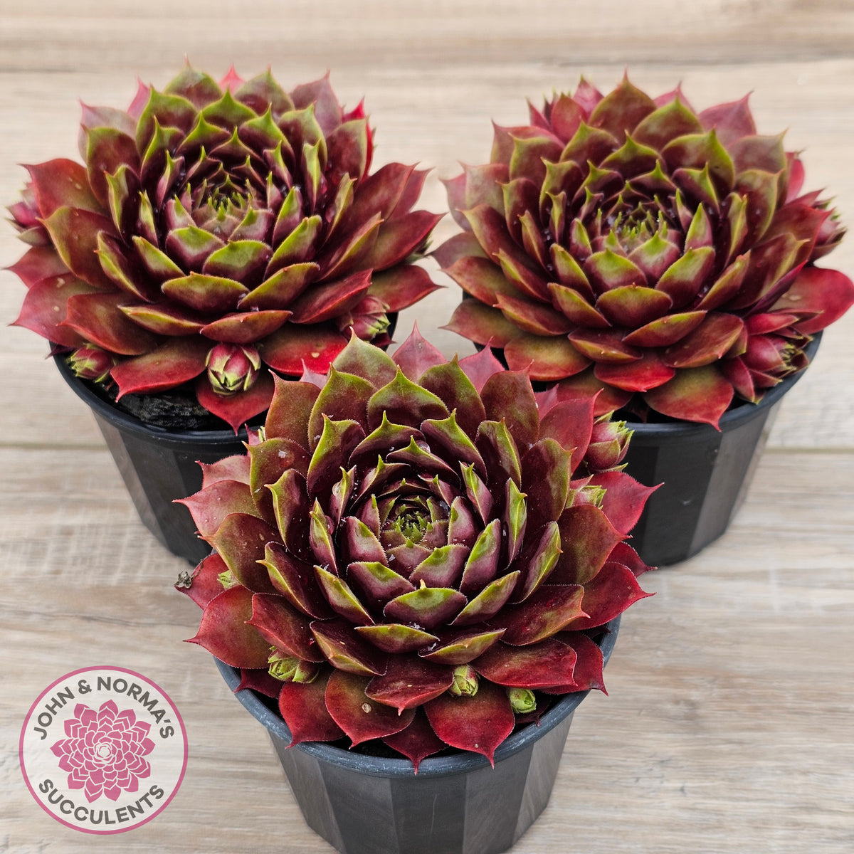 Sempervivum 'Marland Beauty'