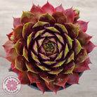 Sempervivum 'Marland Beauty'