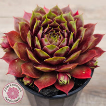 Load image into Gallery viewer, Sempervivum &#39;Marland Beauty&#39;
