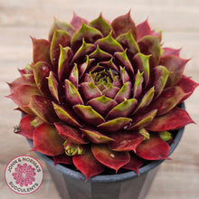 Load image into Gallery viewer, Sempervivum &#39;Marland Beauty&#39;
