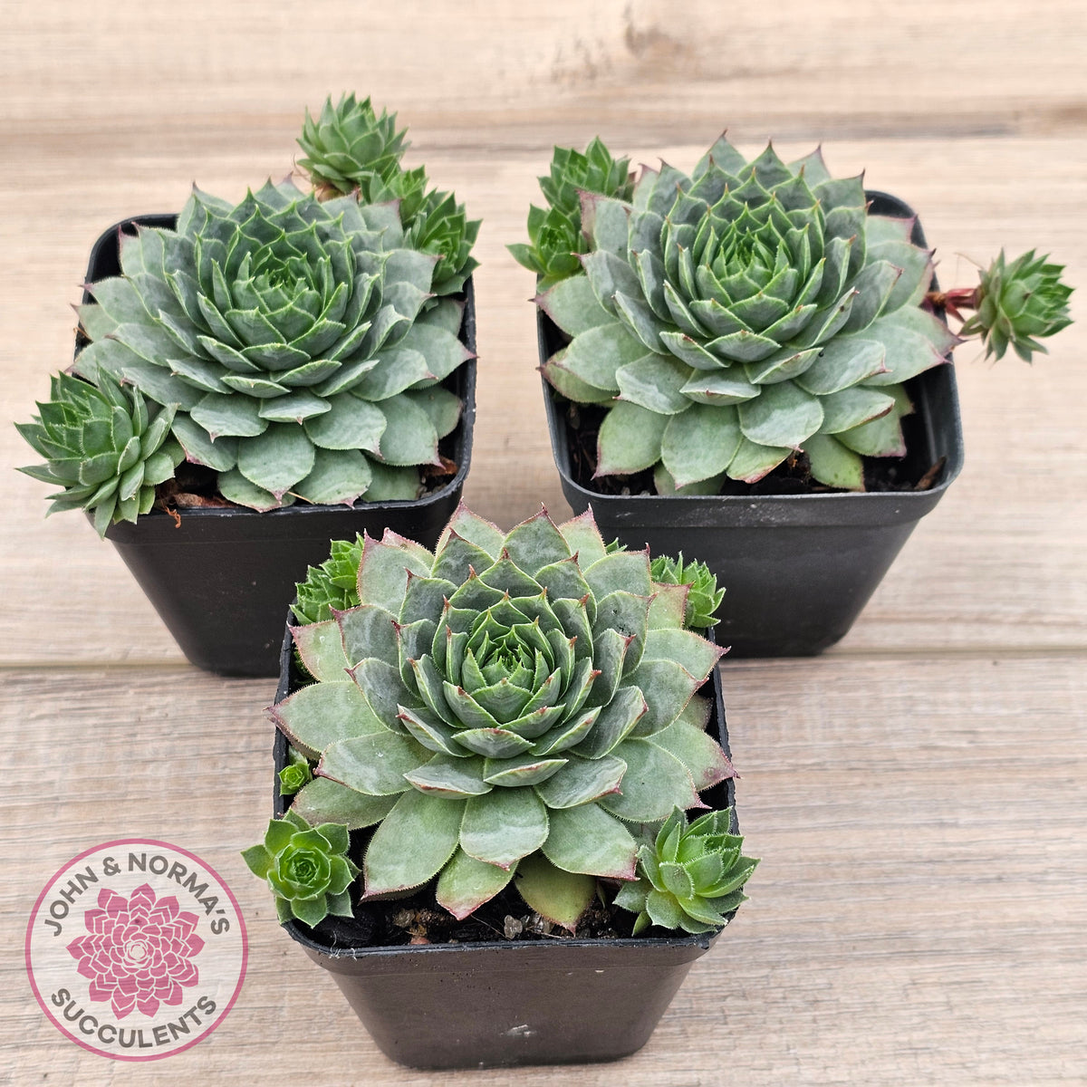 Sempervivum 'Moi'