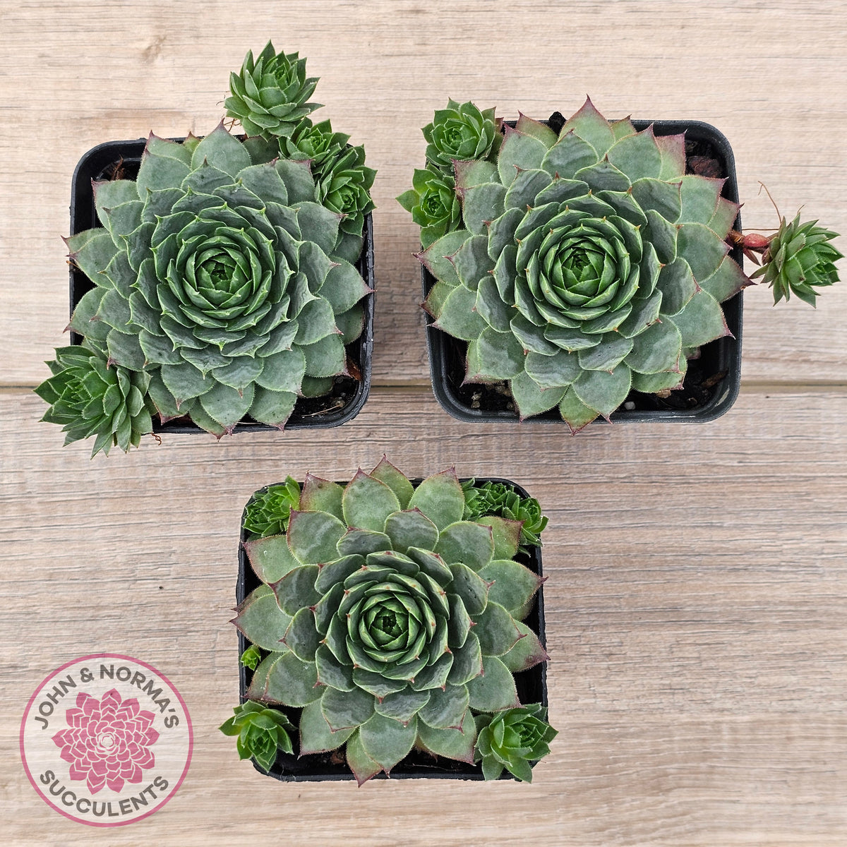 Sempervivum 'Moi'