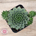 Sempervivum 'Moi'