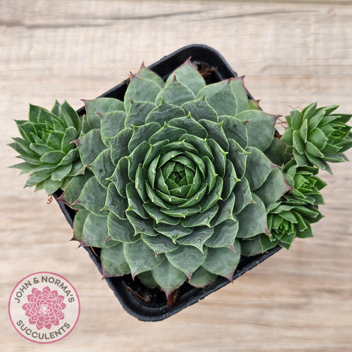 Sempervivum 'Moi'
