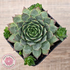 Sempervivum 'Moi'