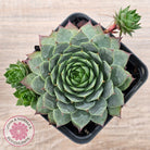 Sempervivum 'Moi'