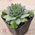 Sempervivum 'Moi'
