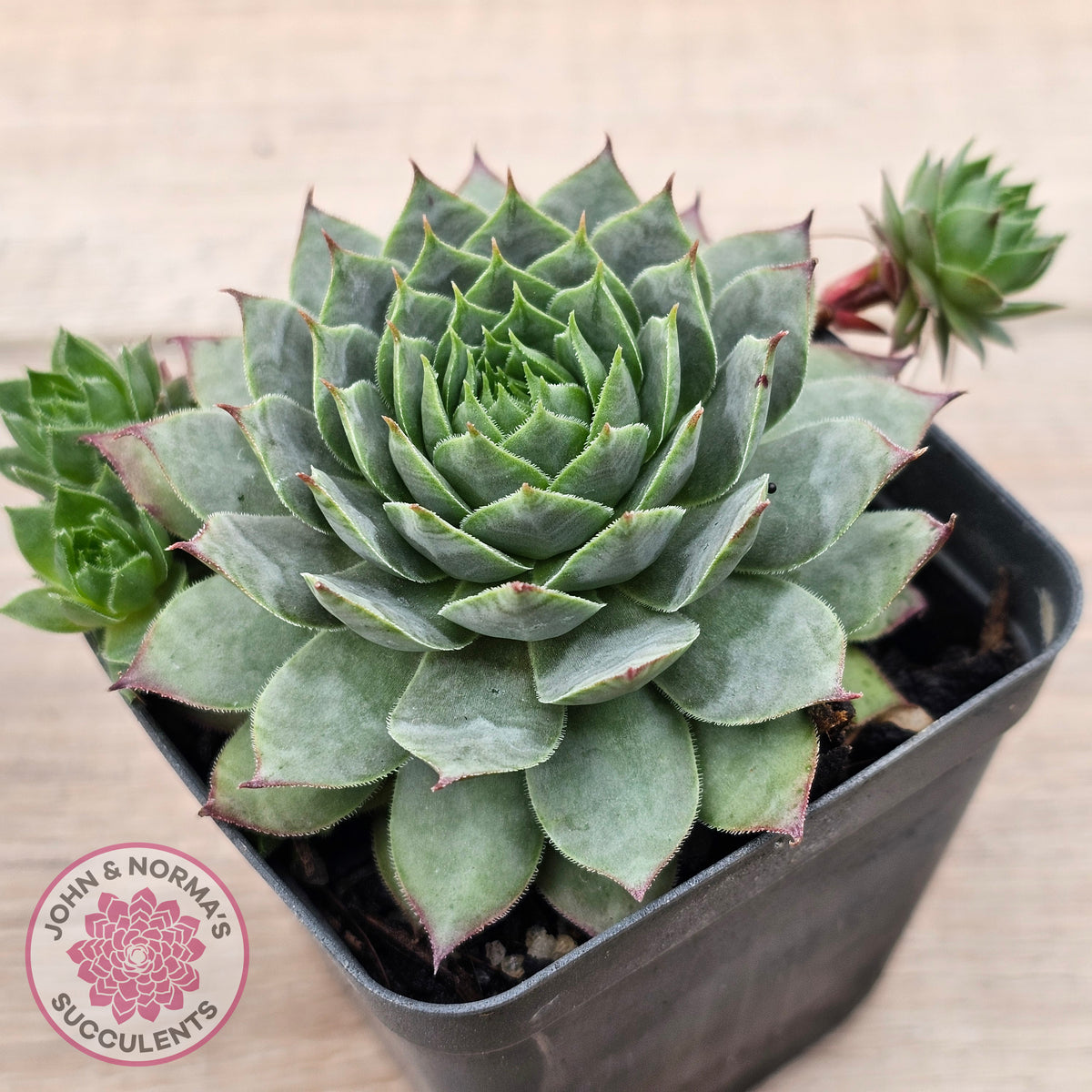 Sempervivum 'Moi'