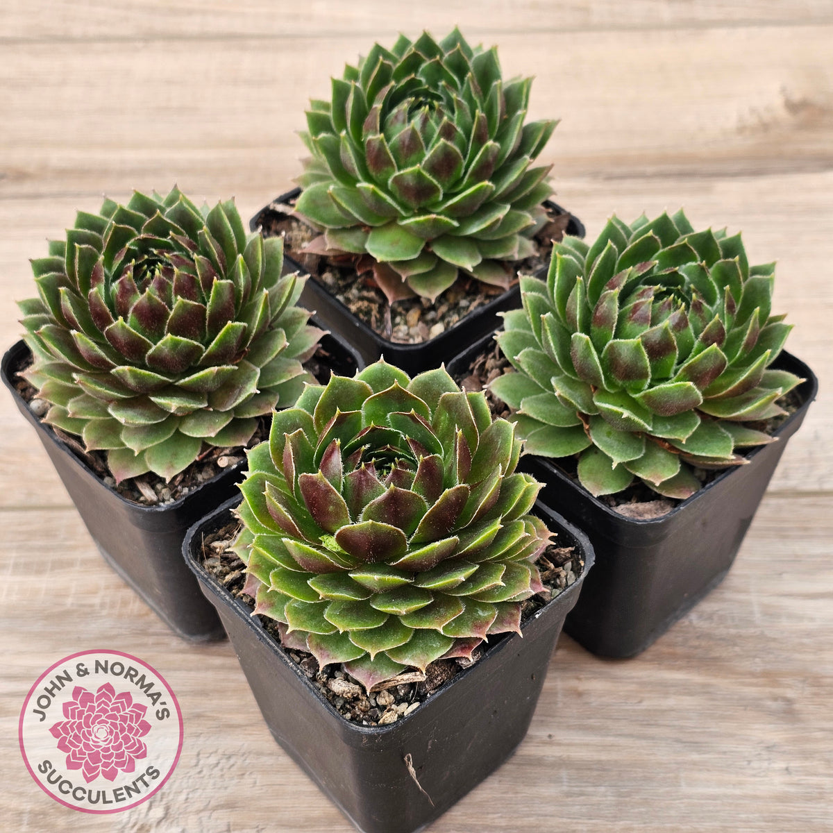 Sempervivum 'More Honey'