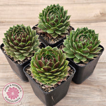 Load image into Gallery viewer, Sempervivum &#39;More Honey&#39;
