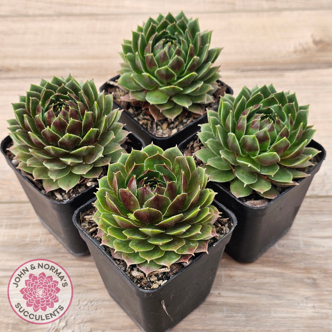 mint marvel succulent Buy Sempervivum 'More Honey' Australia