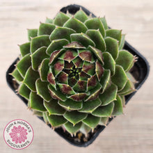 Load image into Gallery viewer, Sempervivum &#39;More Honey&#39;
