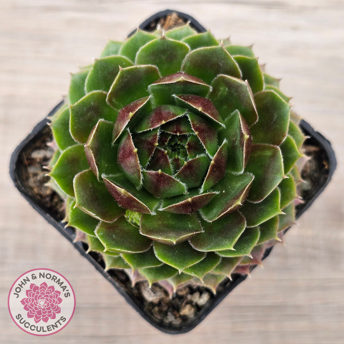 Sempervivum 'More Honey'