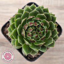 Load image into Gallery viewer, Sempervivum &#39;More Honey&#39;
