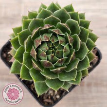 Load image into Gallery viewer, Sempervivum &#39;More Honey&#39;
