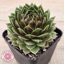 Load image into Gallery viewer, Sempervivum &#39;More Honey&#39;

