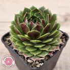 Sempervivum 'More Honey'