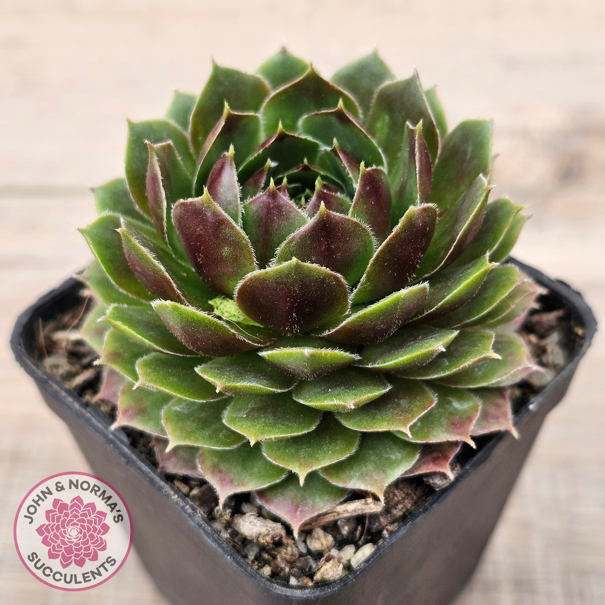 Sempervivum 'More Honey'