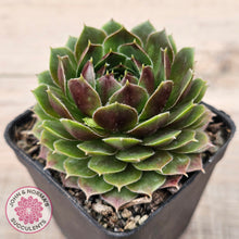 Load image into Gallery viewer, Sempervivum &#39;More Honey&#39;
