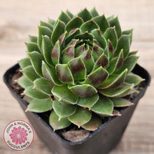 Load image into Gallery viewer, Sempervivum &#39;More Honey&#39;
