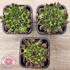 Sempervivum Oddity