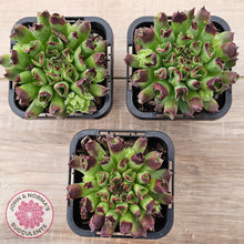 Load image into Gallery viewer, Sempervivum Oddity
